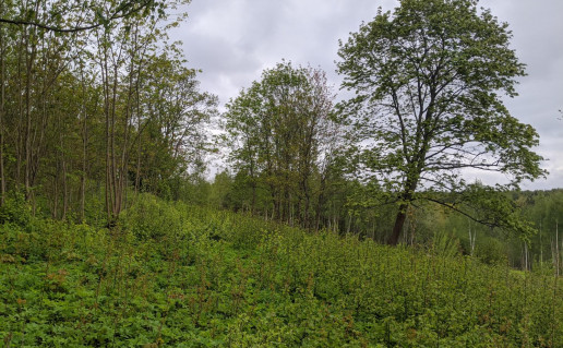 3_Rokantiškių kalva 1.jpg